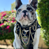 Fursace Doggess Decor Collar (Custom Size) - Image 3